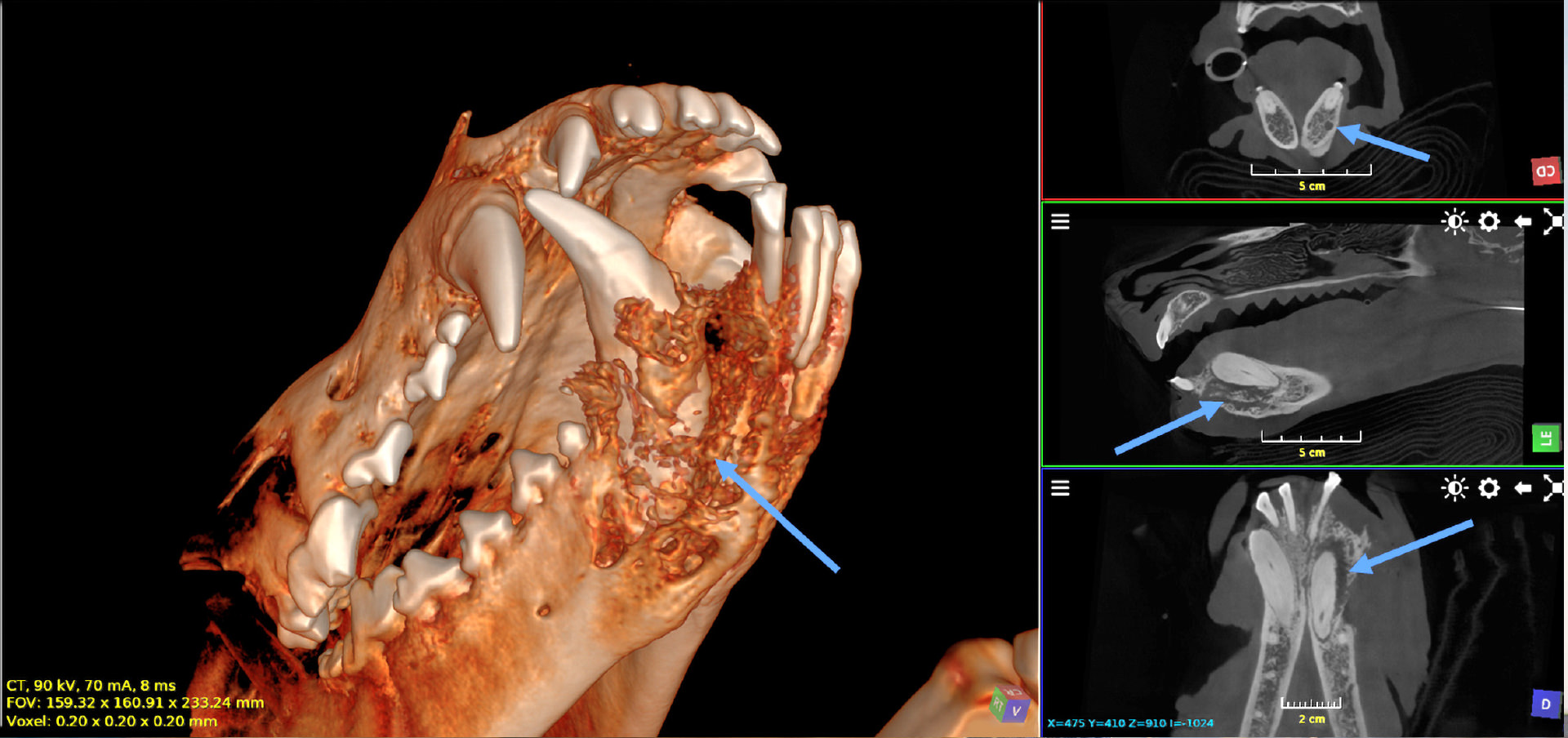 Bildaufnahme eines CT-Scans eines Hundes bei Tierarzt Dr. Seewald