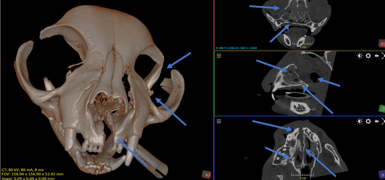 CT-Aufnahme eines Katzenschädels