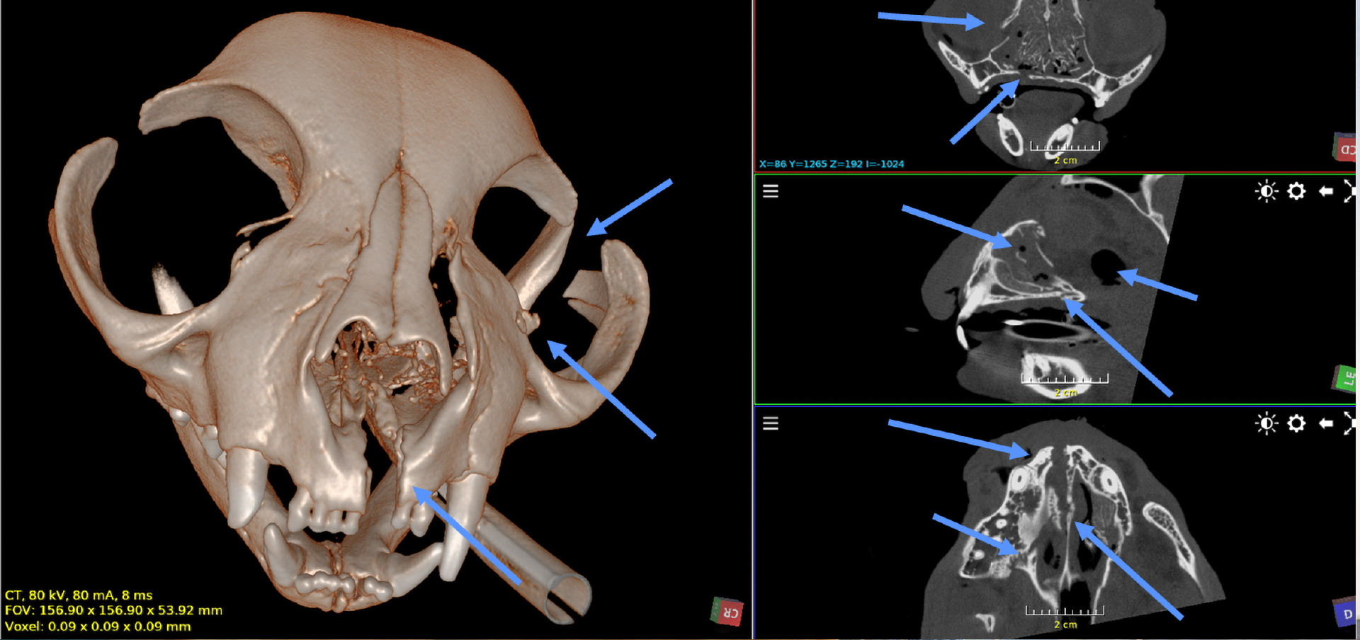 Bildaufnahme eines CT-Scan bei Tierarzt Seewald