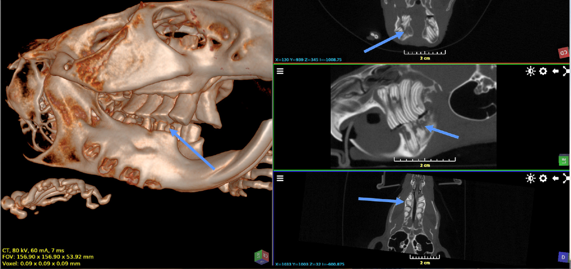 Bildaufnahme eines CT-Scans eines Chinchillas bei Tierarzt Dr. Seewald